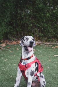 gran danes