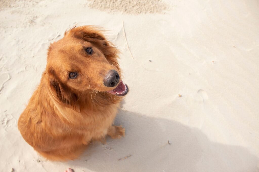 golden retriver