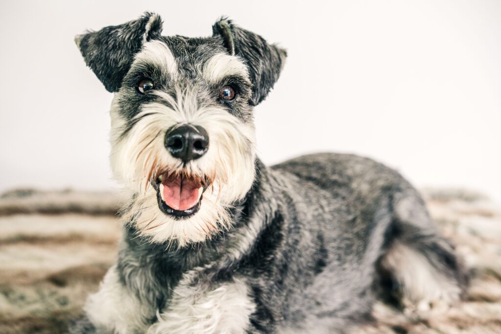 schnauzer
