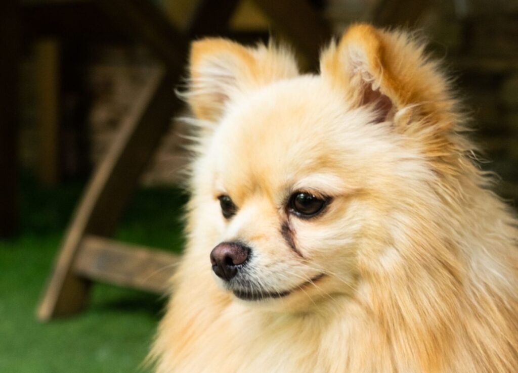 Pomerania