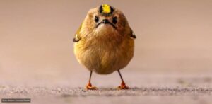 Una de las imágenes finalistas de los Nikon Comedy Wildlife Awards 2026.Jan Wittmer / Comedy Wildlife